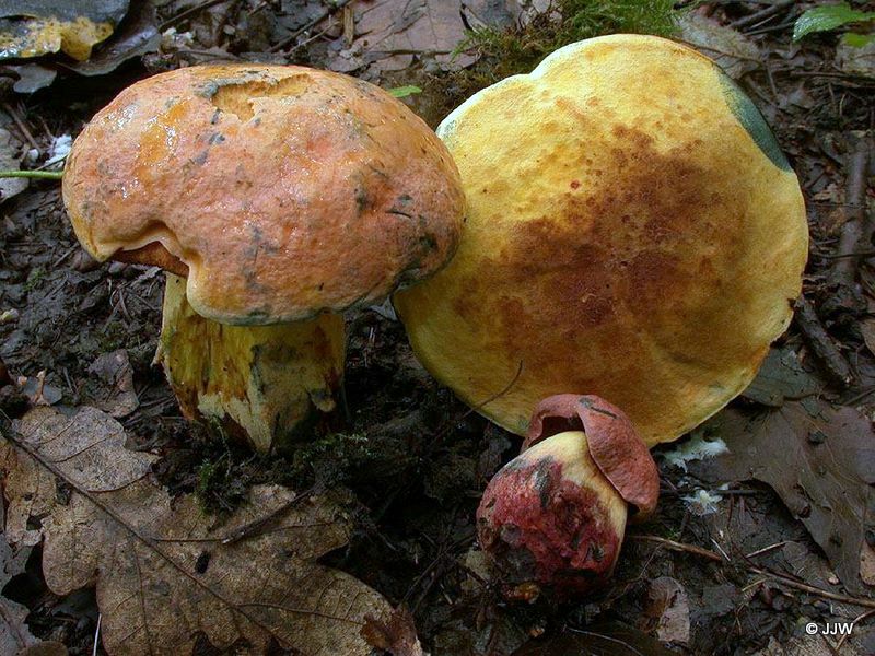 Boletus queletii